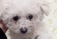 大狗最新爆料视频大全,揭秘热点事件背后的真相